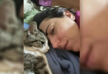 Υπάλληλος handling ζήτησε από επιβάτιδα βεβαίωση ότι ο καρκίνος του γάτου της δεν μεταδίδεται!