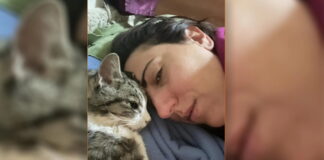 Υπάλληλος handling ζήτησε από επιβάτιδα βεβαίωση ότι ο καρκίνος του γάτου της δεν μεταδίδεται!