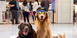 Το αεροδρόμιο που διαθέτει ζώα θεραπείας για να ηρεμούν τους αγχωμένους ταξιδιώτες