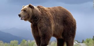 Τρεις αρκούδες πέθαναν από το κρύο μέσα σε αεροσκάφος σε αεροδρόμιο