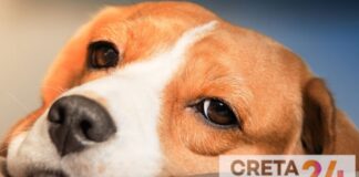 Ηράκλειο: «Έφυγε» η… μασκότ του αεροδρομίου – Θλίψη για την Κανέλα