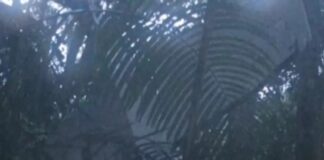 Κολομβία: Ζωντανά 3 παιδιά και ένα μωρό που αγνοούνταν στη ζούγκλα μετά τη συντριβή αεροσκάφους!