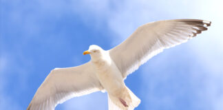 Βενετία: Εκλεισε το αεροδρόμιο λόγω… γλάρων