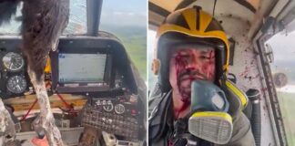 Τεράστιο πουλί προσέκρουσε σε αεροσκάφος και γέμισε με αίματα τον πιλότο