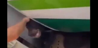 Παρέλυσε το αεροδρόμιο του Ντουμπάι εξαιτίας μιας…αρκούδας