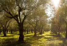 Η Costa Navarino συμμετέχει στην εξάλειψη των δασικών πυρκαγιών