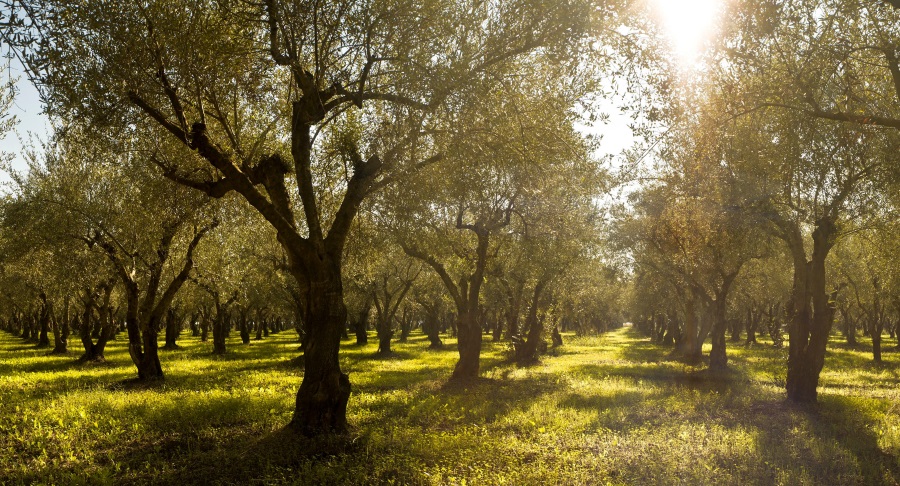 Olive grove panorama