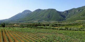 Στρατηγική συνεργασία της ΤΕΜΕΣ με την PREMIA Properties και τα Ελληνικά Οινοποιεία