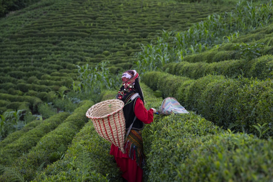 Tea Harvest 1