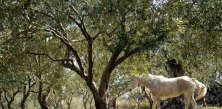 Βουρλά, ο ανερχόμενος κόμβος γαστρονομίας της Τουρκίας