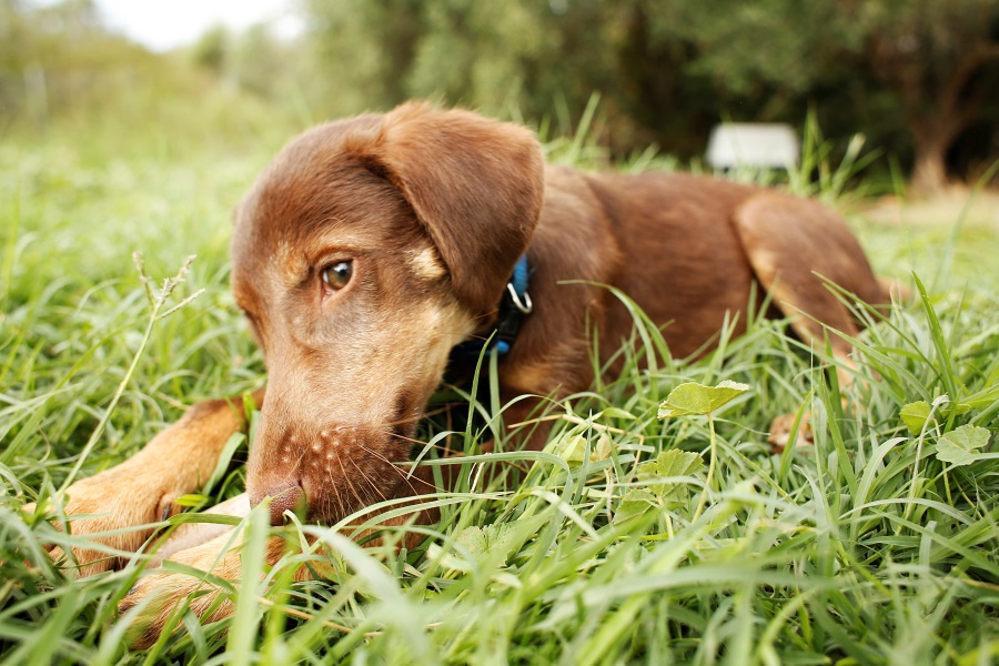 Navarino Pet Community 2