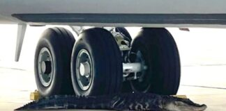 Αλιγάτορας σταμάτησε τις πτήσεις σε αεροπορική βάση των ΗΠΑ