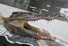 Συνελήφθη στο αεροδρόμιο του Δελχί με κεφάλι κροκόδειλου στη βαλίτσα του