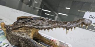 Συνελήφθη στο αεροδρόμιο του Δελχί με κεφάλι κροκόδειλου στη βαλίτσα του