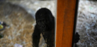 Μωρό γορίλας βρέθηκε σε πτήση της Turkish Airlines – Ταξίδευε σε κουτί