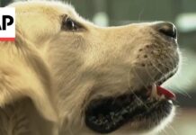 «Ζεν» σκύλος στο αεροδρόμιο των Σκοπίων βοηθά τους ταξιδιώτες να χαλαρώσουν