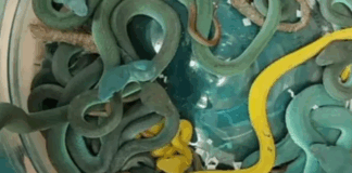 Ινδός συνελήφθη στο αεροδρόμιο της Βομβάης με δηλητηριώδεις οχιές στις αποσκευές