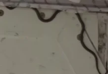 Καθυστέρηση πτήσης στην Αυστραλία εξαιτίας… φιδιού στο χώρο αποσκευών