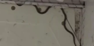 Καθυστέρηση πτήσης στην Αυστραλία εξαιτίας… φιδιού στο χώρο αποσκευών