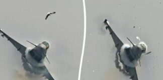 Γλάρος συγκρούστηκε με μαχητικό Eurofighter: Ζημιές 73 εκατ. λιρών