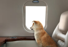 Οι σκύλοι αποκτούν το δικό τους κάθισμα στην καμπίνα αεροπλάνου