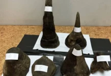 Συλλήψεις σε αεροδρόμιο της Ταϊλάνδης για κέρατα ρινόκερου