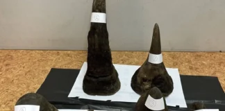 Συλλήψεις σε αεροδρόμιο της Ταϊλάνδης για κέρατα ρινόκερου