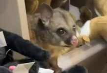 Ζωντανό πόσουμ «τρύπωσε» σε ράφι με λούτρινα σε αεροδρόμιο