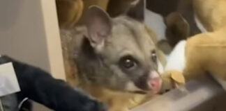 Ζωντανό πόσουμ «τρύπωσε» σε ράφι με λούτρινα σε αεροδρόμιο