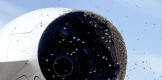 Gatwick: Σμήνος μελισσών παρέλυσε πύλη του αεροδρομίου για έξι ώρες